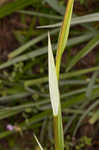 Sandbog deathcamas